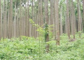 君津演習林(千葉県)