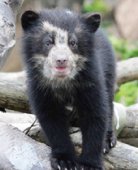 動物の未知を探る
