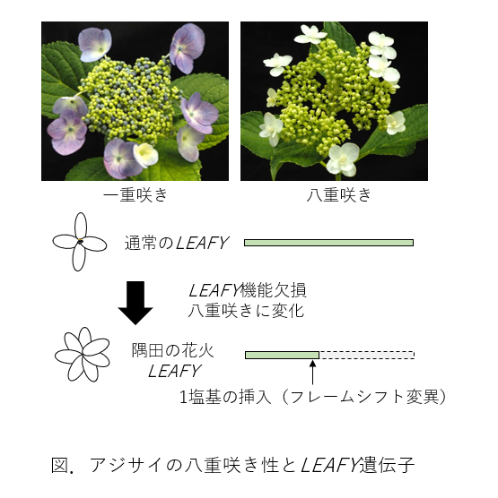 詳細画像