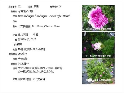 バラ園にあるバラ品種紹介