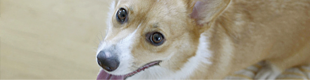 獣医学科